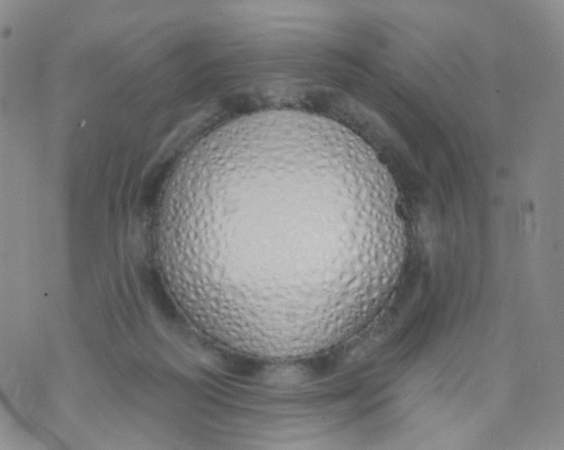 X0000073930218200609011842