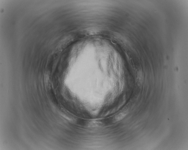 X0000073930222200609011842