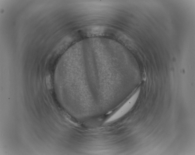 X0000073930224200609011842