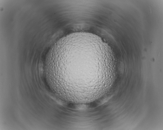 X0000073930226200609011842