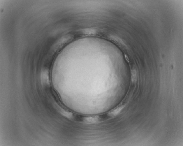 X0000073930238200609011842