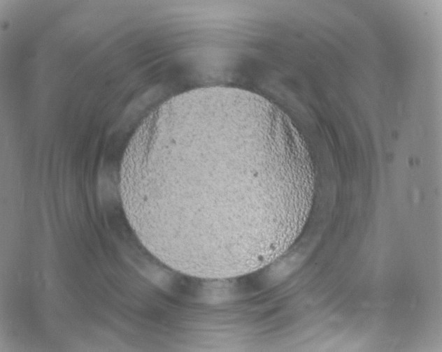 X0000073930240200609011842