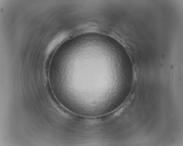 X0000073930245200609011841