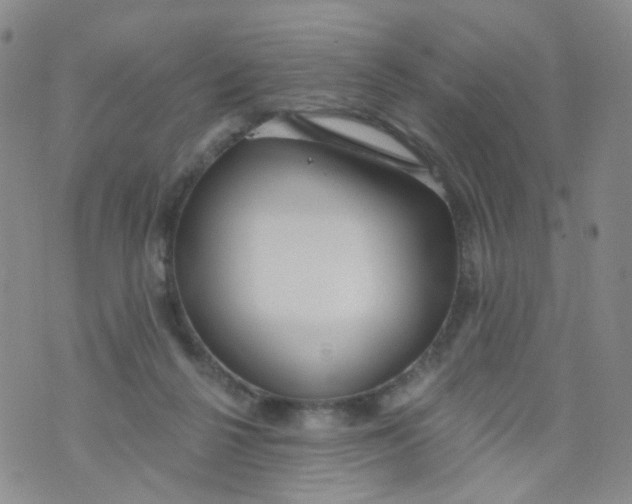 X0000073930264200609011842