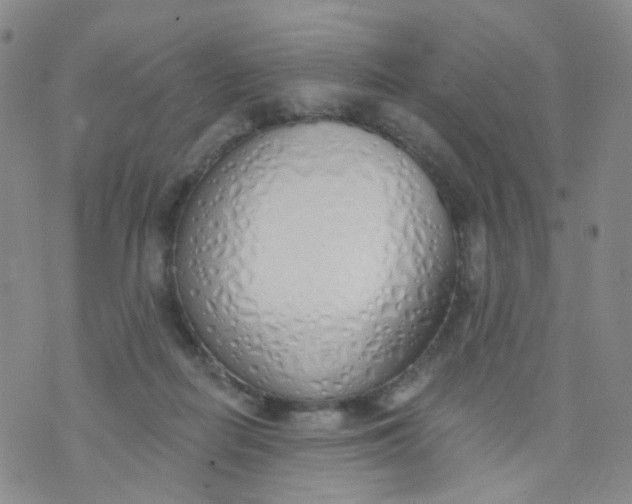 X0000073930266200609011842