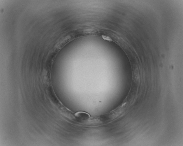 X0000073930270200609011842