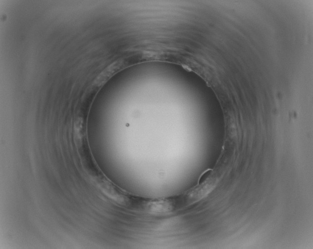 X0000073930275200609011842