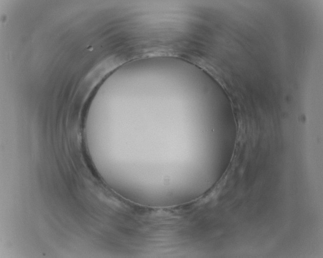 X0000073930290200609011841