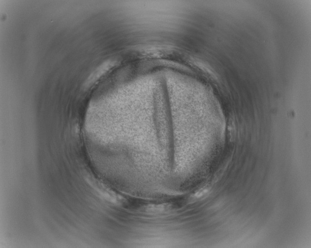 X0000073930314200609011841