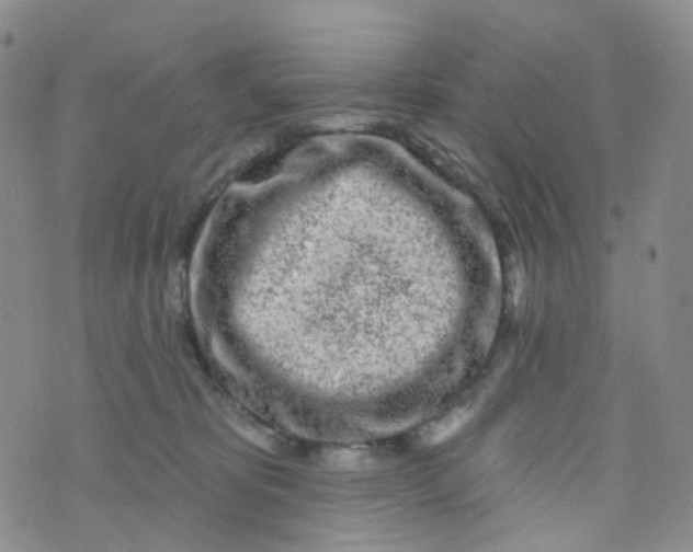 X0000073930325200609011841