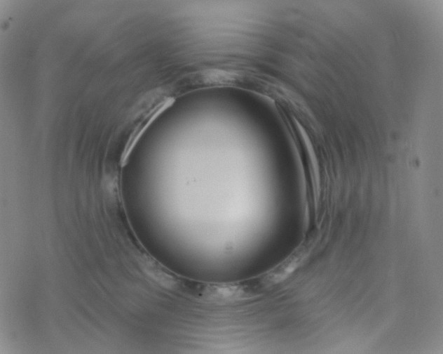 X0000073930329200609011840