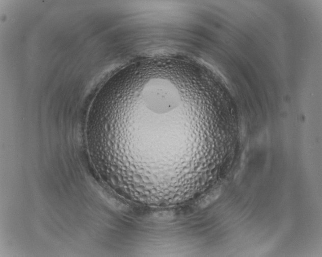 X0000073930353200609011840