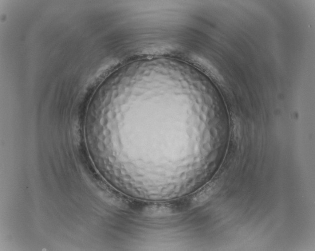 X0000073930354200609011840