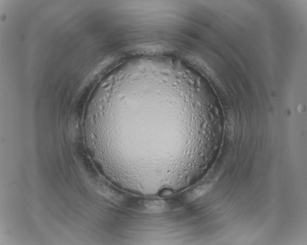 X0000073930355200609011840