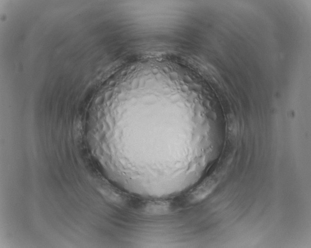 X0000073930369200609011840