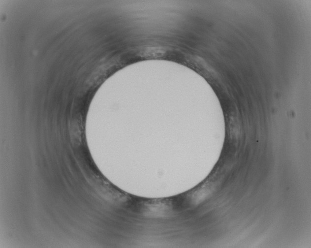 X0000073930370200609011840