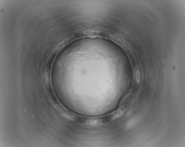 X0000073930375200609011840