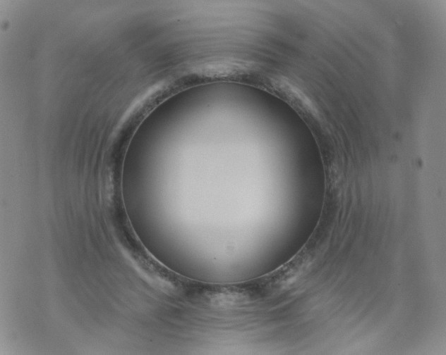 X0000073930400200609011839