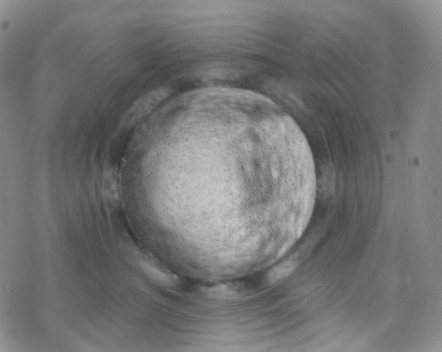 X0000073930430200609011839