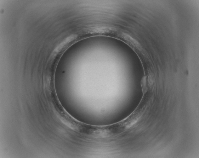 X0000073930444200609011838