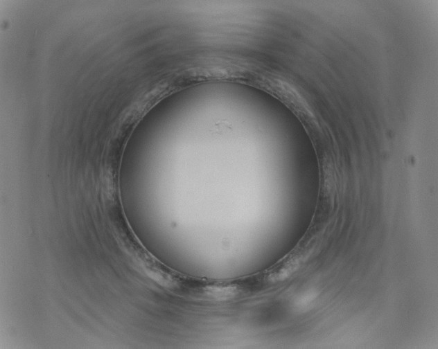 X0000073930457200609011838