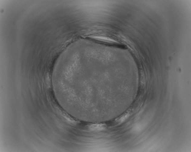 X0000073930465200609011839