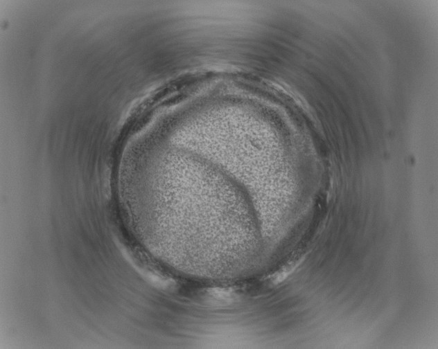 X0000073930496200609011838