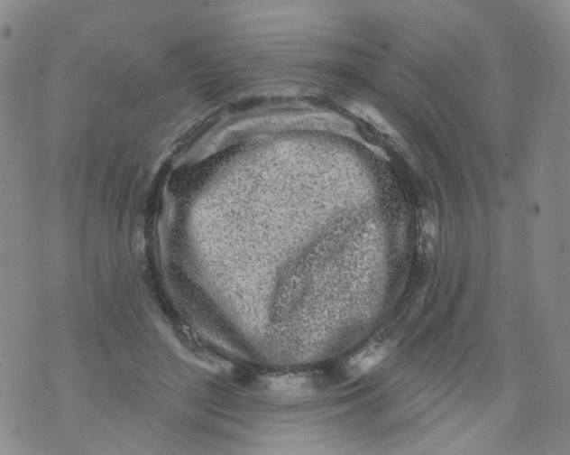 X0000073930500200609011838