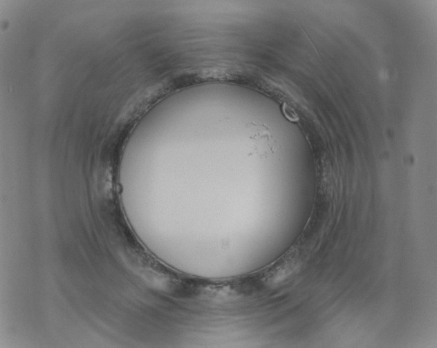 X0000073930502200609011838