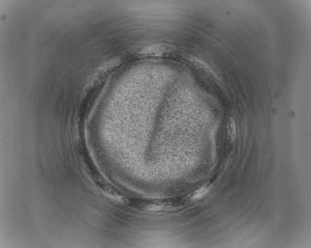 X0000073930504200609011838