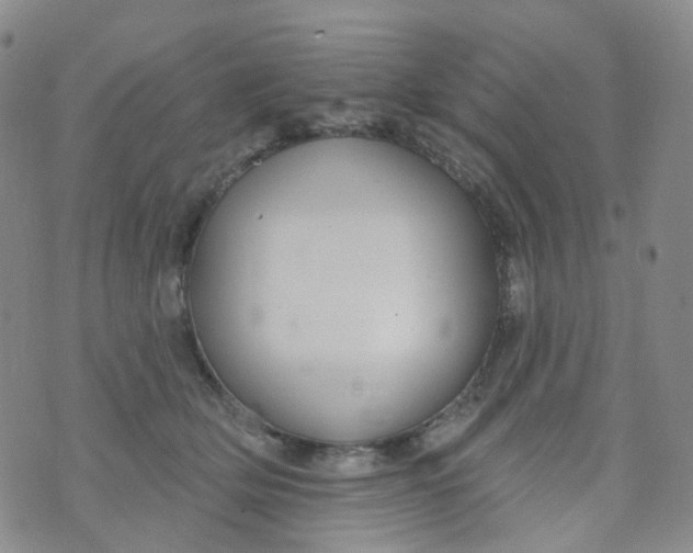 X0000073930514200609011838