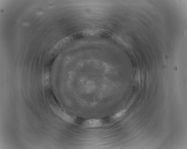 X0000073930526200609011837