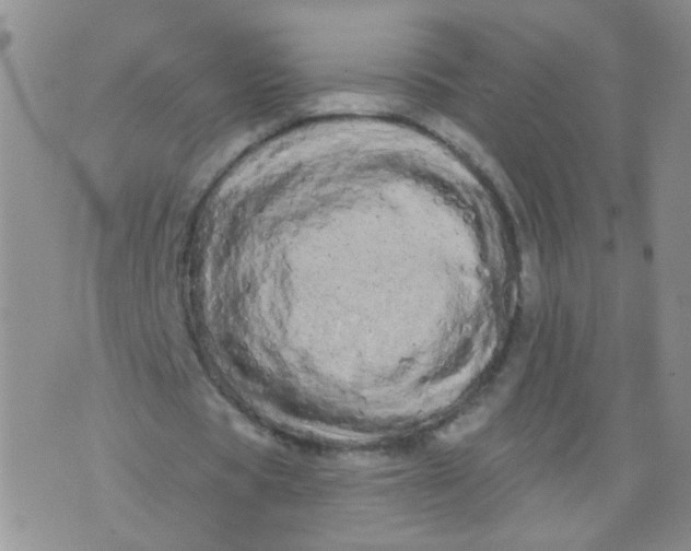 X0000073930529200609011836