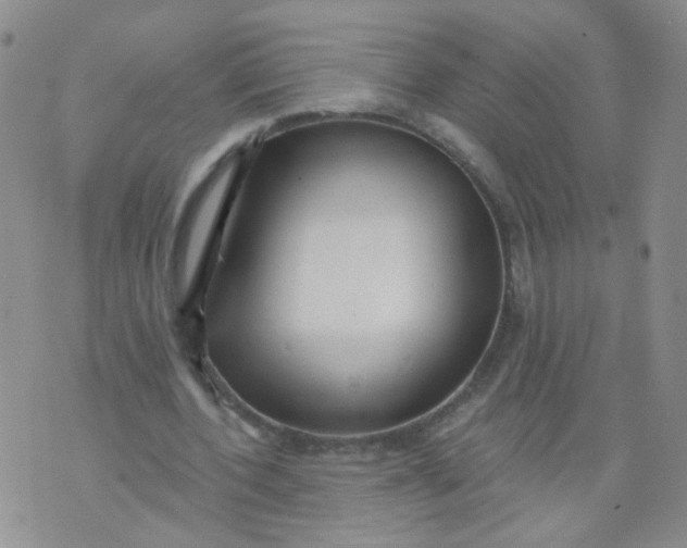 X0000073930532200609011837