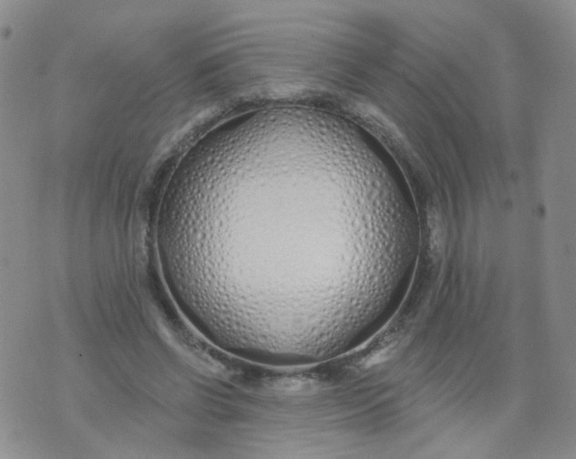 X0000073930542200609011837