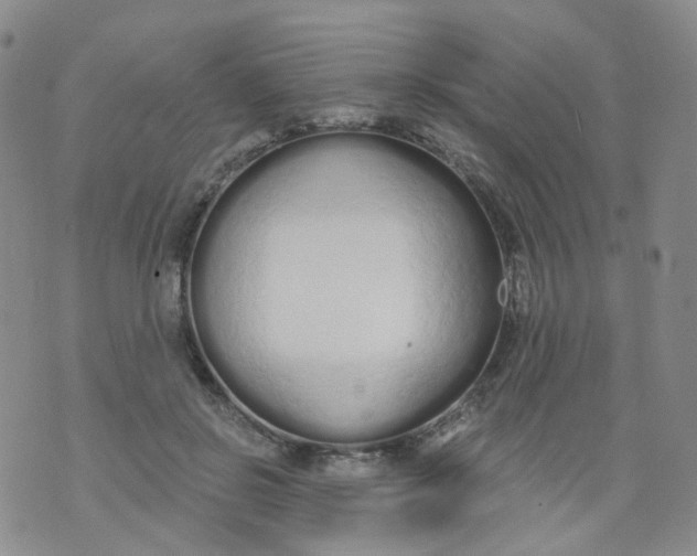 X0000073930550200609011837