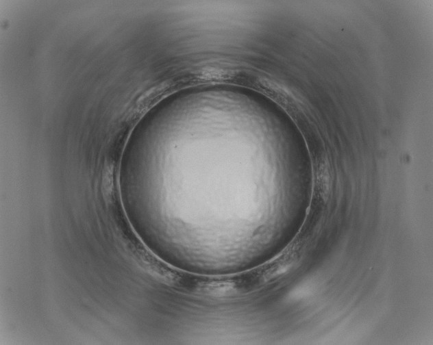 X0000073930554200609011837