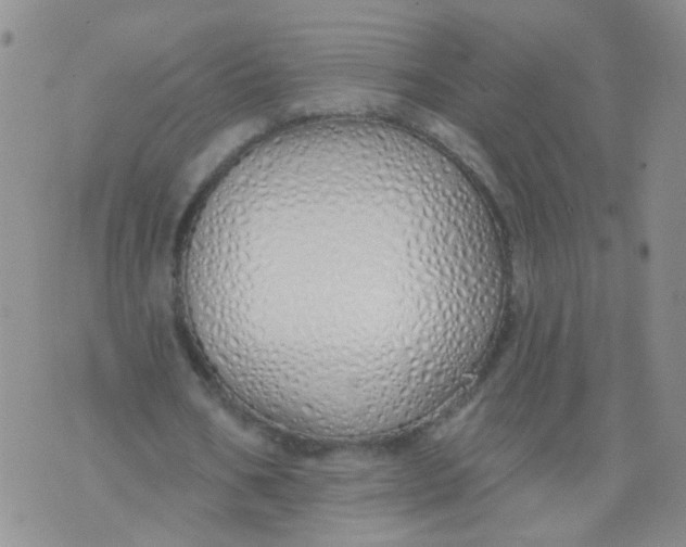 X0000073930578200609011836