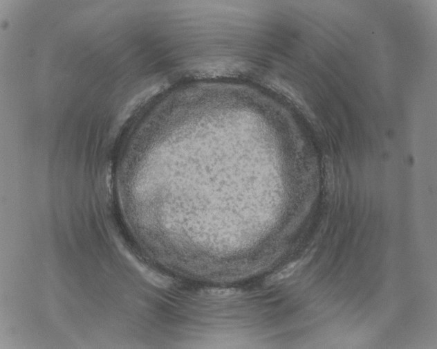 X0000073930590200609011836