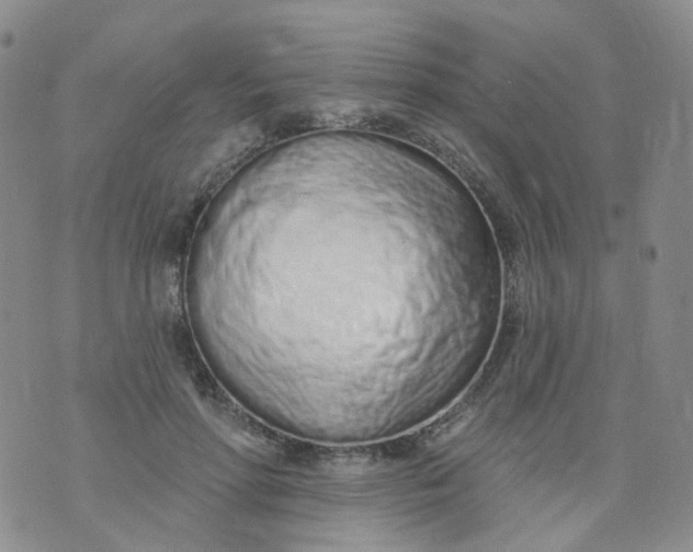 X0000073930598200609011836