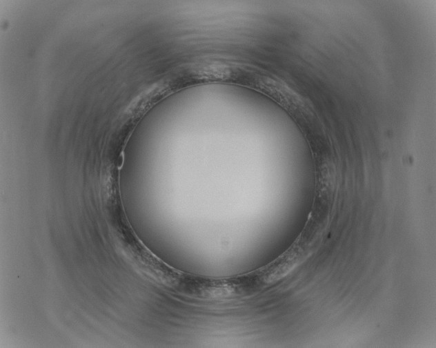 X0000073930600200609011836