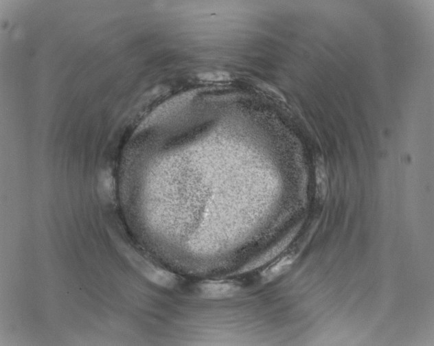 X0000073930614200609011836