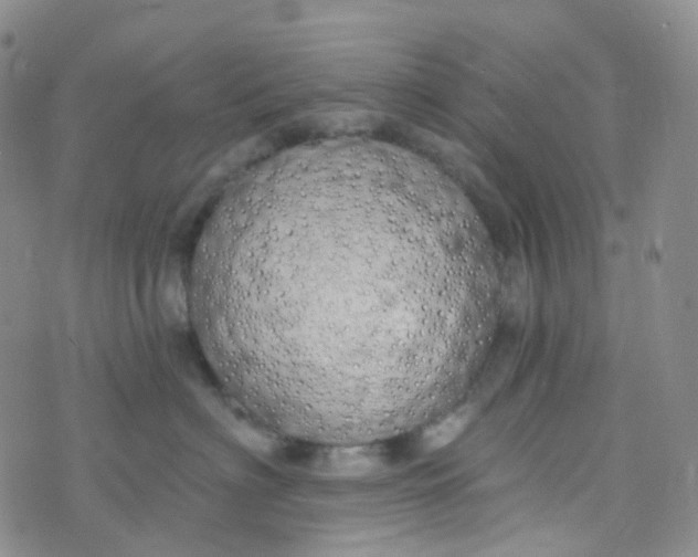 X0000073930622200609011836