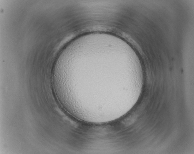 X0000073930625200609011835