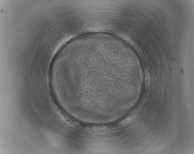 X0000073930626200609011835