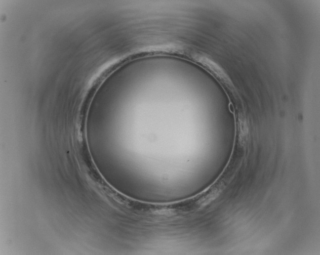 X0000073930628200609011835