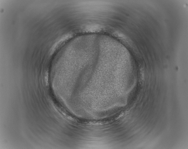 X0000073930640200609011835