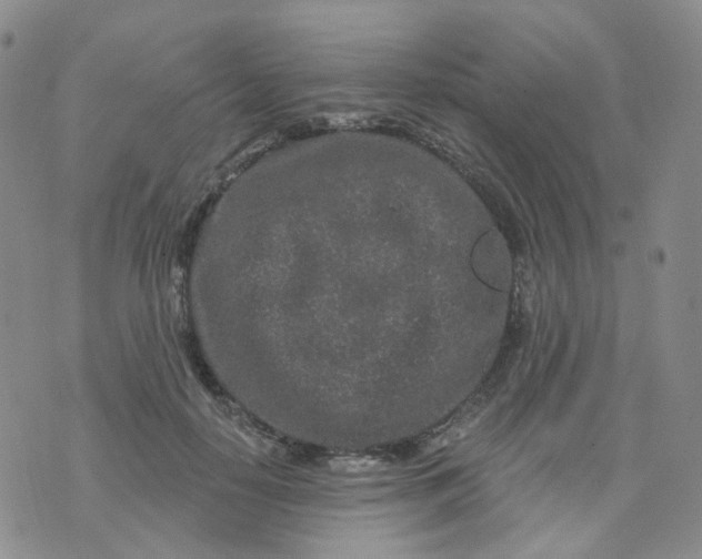 X0000073930650200609011835