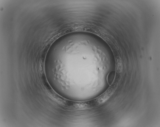 X0000073930654200609011835