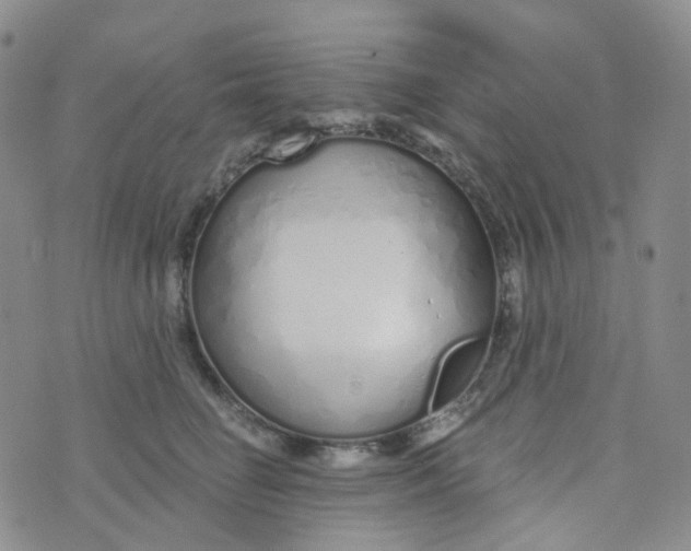 X0000073930662200609011836